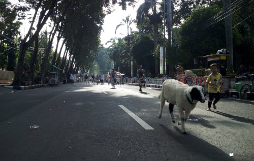 Unik, Ada Kambing Ikut Joging Saat CFD